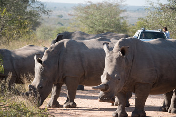Rhino group in Kruger National Park, South Africa