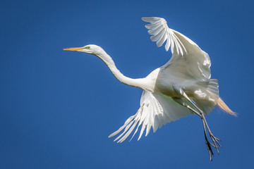 Great Egret (Ardea alba) in flight over a rookery
