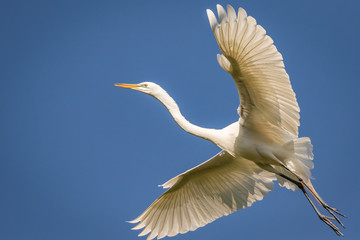 Great Egret (Ardea alba) in flight over a rookery