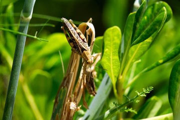 Two cicadas want to contact