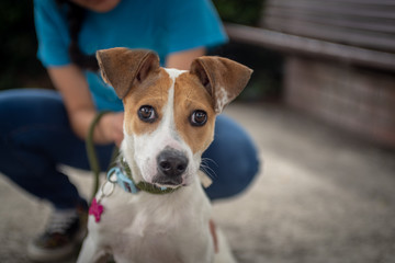 A brown and white mix breed dog with cute ears on a leash with a girl in the background.