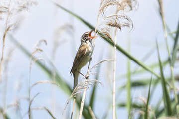 warbler bird on reed at lake