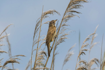 tamarin with a crown of cotton