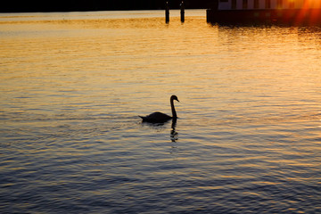 White swan on a lake at sunset
