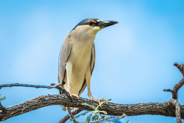 Black Crowned Night Heron (Nycticorax nycticorax) perched in a tree