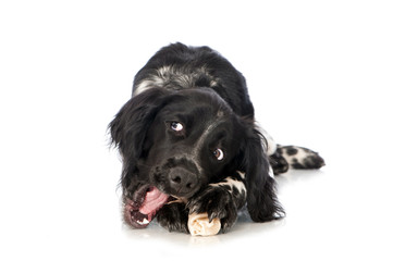 Großer Münsterländer frisst Knochen isoliert auf weißem Hintergrund