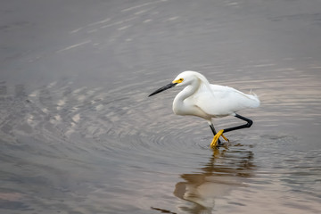 Snowy Egret (Egretta thula) wading near a lake shore