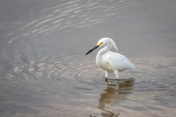 Snowy Egret (Egretta thula) wading near a lake shore