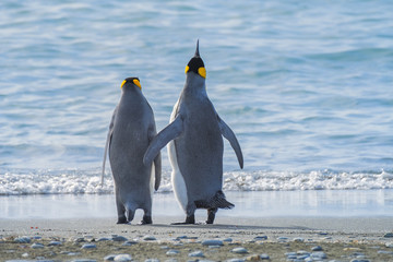 King Penguins, South Georgia Island, Antarctic