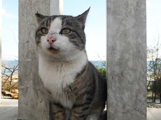 Cat with scars from fight