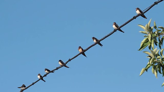 Golondrinas, en linea,  posadas en un cable acical&aacute;ndose
