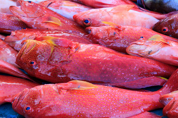 Fish