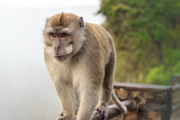 Macaque