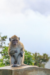 Macaque