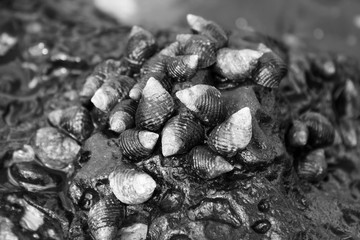 Seashells