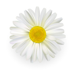 Camomile, beautiful daisy flower with light petals isolated on white background. Realistic style. Vector illustration.