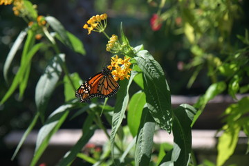 Orange butterfly on the yellow flower with green grass in summer day