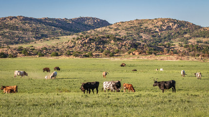 Fototapeta na wymiar Longhorns and Buffalo grazing in the Wichita Mountains of Oklahoma
