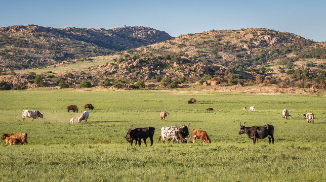 Longhorns and Buffalo grazing in the Wichita Mountains of Oklahoma