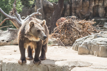 cute European bear on a stones waiting for food