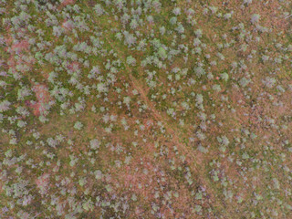 Bog.Top view on colorful  swamp like a pattern