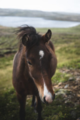 A wild horse in Iceland approaches