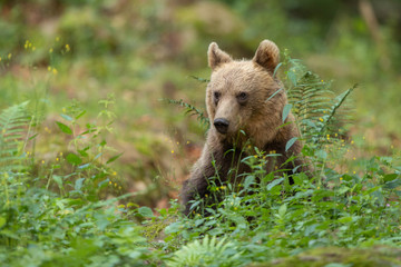 Obraz premium European brown bear in the Carpathian mountains