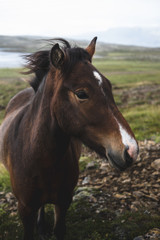 A beautiful wild horse in the fields of Iceland