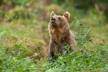 Fototapeta premium European brown bear in the Carpathian mountains