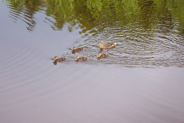 duck with ducklings on the lake