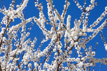  Flowering apricot tree branches against blue sky