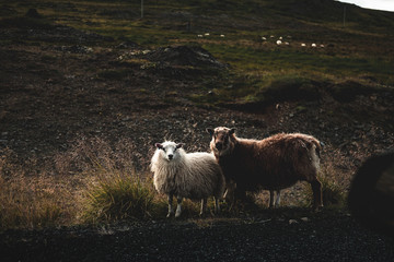 Two sheep stop at the road in Iceland