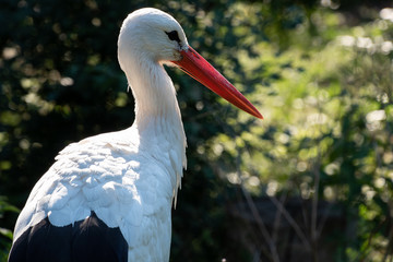 Storch bei der Mahlzeitensuche