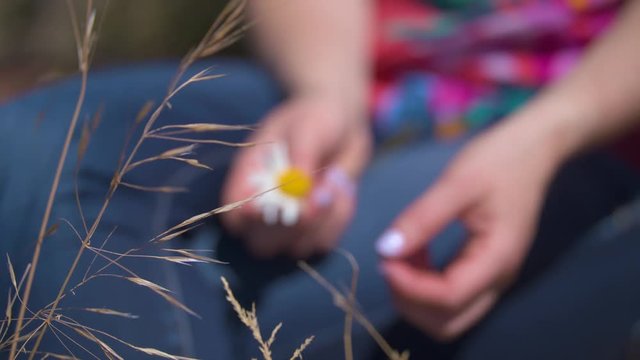 Woman pulling the pedals off a daisy with wild wheat in the foreground.  Shot on a Blackmagic Ursa Mini Pro 4.6k with a Sigma 50-100mm f/1.8.