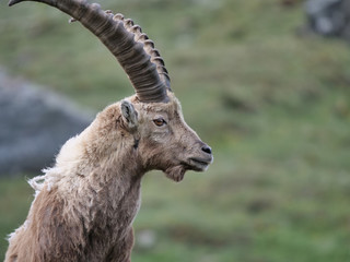 Steinbock in den Alpen im Portrait schaut nach rechts, Textfreiraum