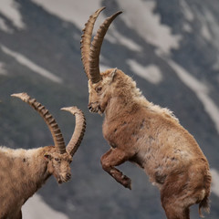 Steinbock im Hochgebirge steigt auf die Hinterbeine und zeigt seine Hörner