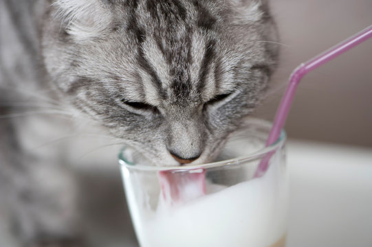 Katze schleckt Milchschaum vom Kaffee