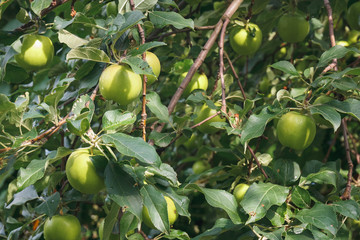 Branch of a apple tree with fresh green apples fruit in garden. Natural healthy food background.