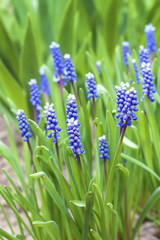 Grape hyacinth (Muscari armeniacum) in spring