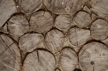 Round wooden stumps pattern. Sliced sections from tree, background texture. Top view, closeup