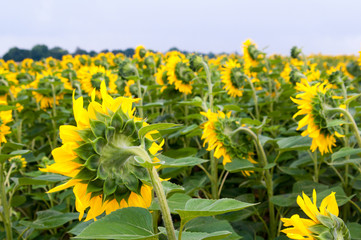 Sunflower field with cloudy blue sky, a lot of sunflowers.