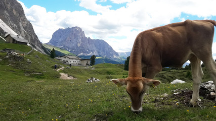 Fototapeta na wymiar a cow on an alpine pasture, rocks, a blue sky with clouds.