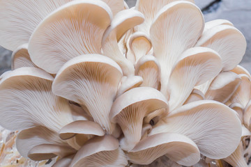 Oyster mushrooms