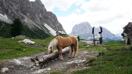 A horse on an alpine meadow on a background of majestic rocks