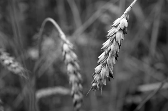 Dramatic black and white  wheat field - Powered by Adobe