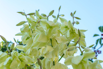 Yucca Flower