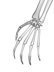 X RAY SKELETON 3D RENDER