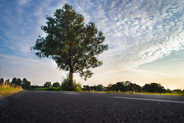 Lonely tree with the road in the foreground and blue sky with clouds in the background