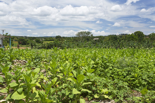 Cuba - Tabakfeld