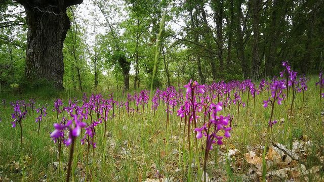  Quietud en bosque de robles con el suelo plagado de flores orquideas